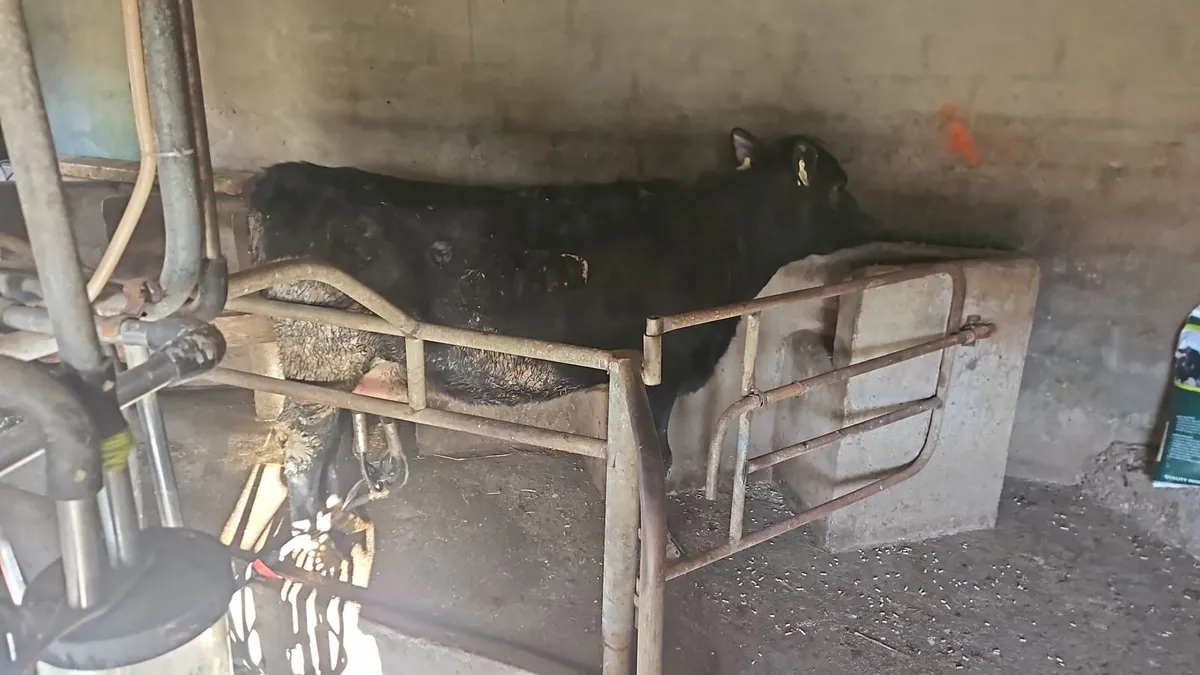 Dairy heifer - Image 2