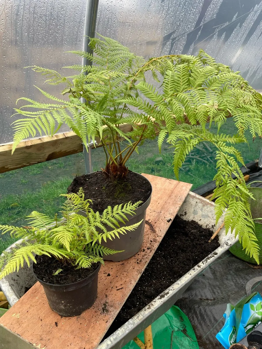 Tree Ferns - Image 1