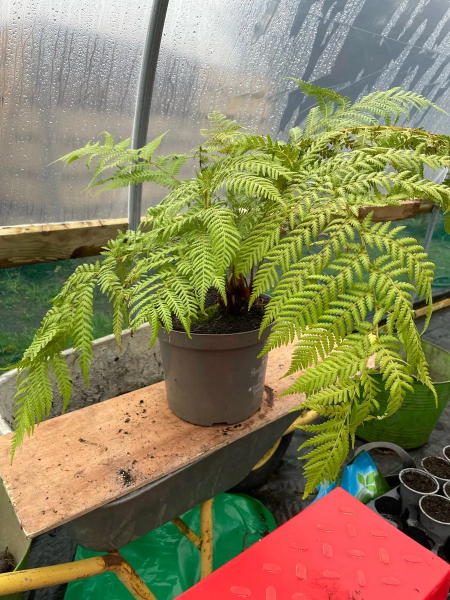 Tree Ferns - Image 2