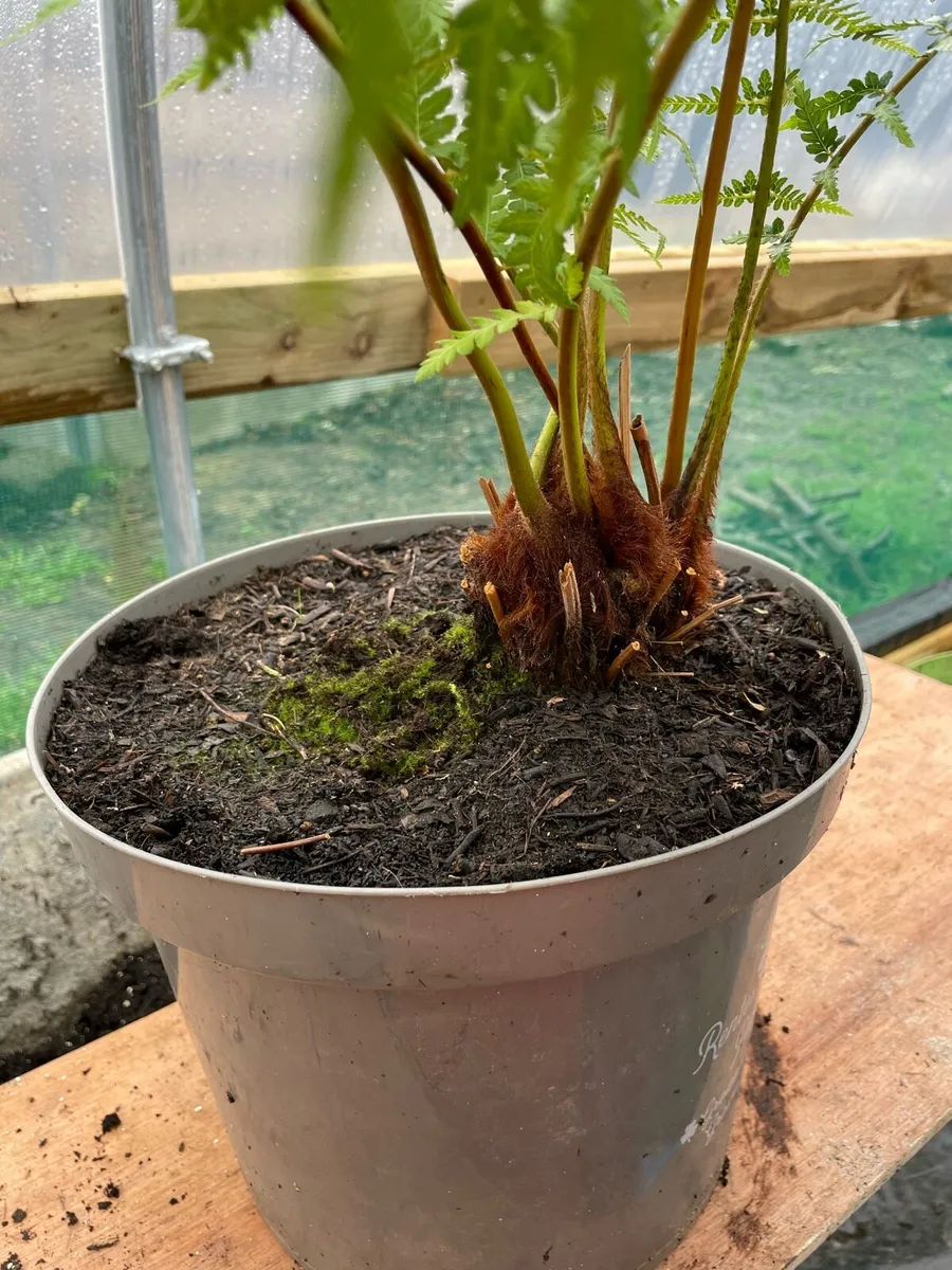 Tree Ferns - Image 3