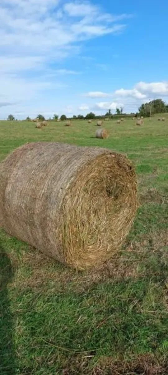 Round bales of Hay