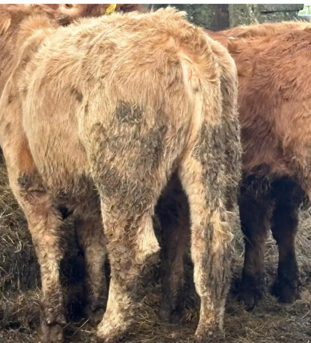 6 Heifer Weanlings - Image 4