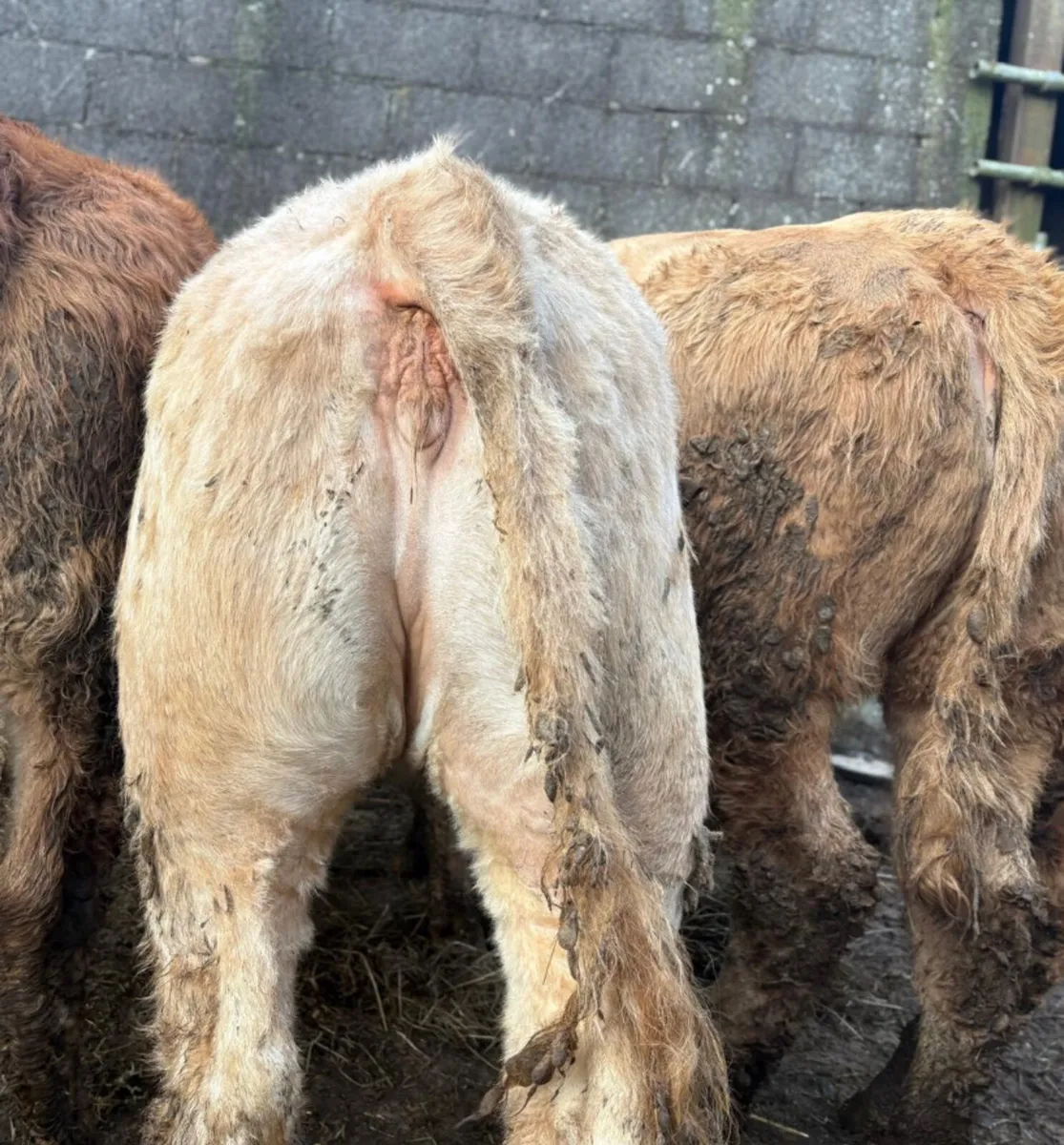 6 Heifer Weanlings - Image 1