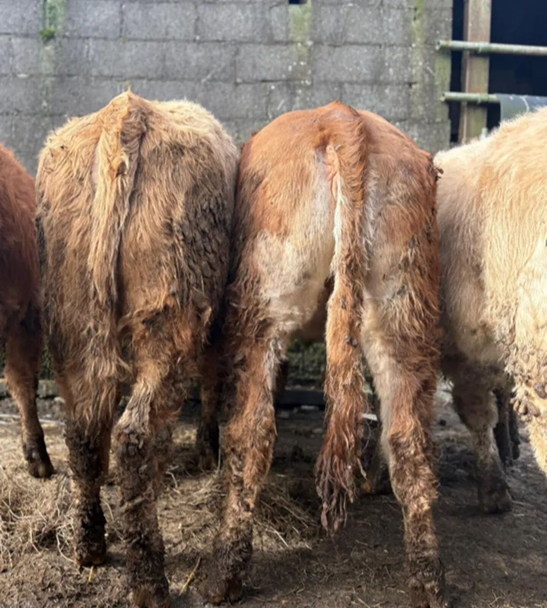 6 Heifer Weanlings - Image 2