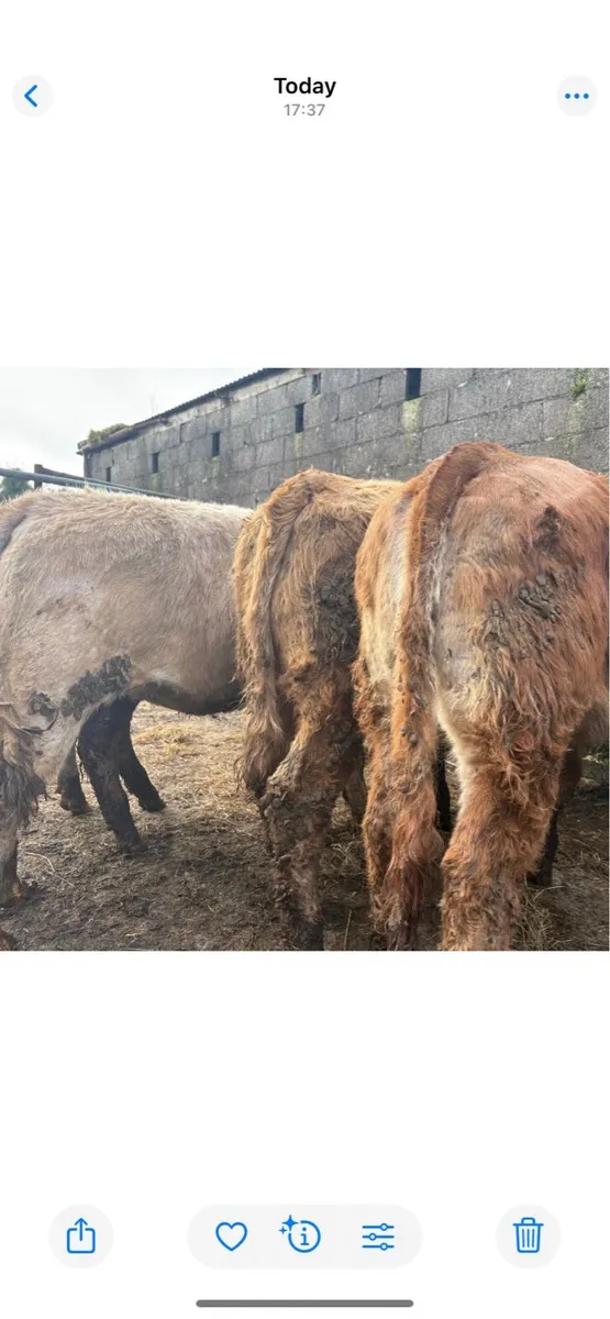 6 Heifer Weanlings - Image 3