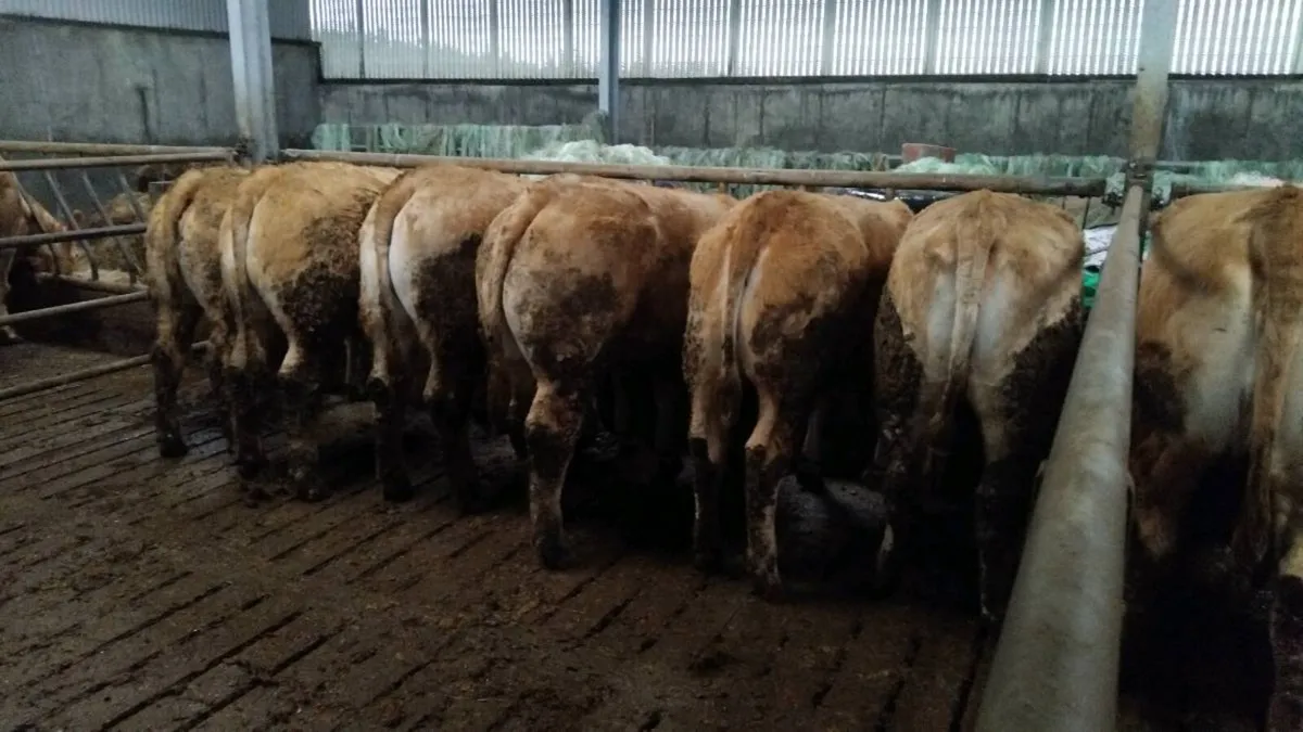 Lmx  chx store heifers pen 110 - Image 3