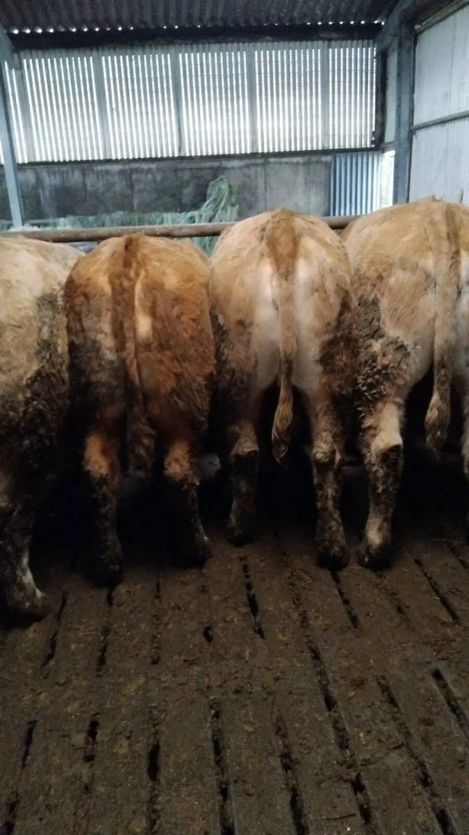 Lmx  chx store heifers pen 110 - Image 4