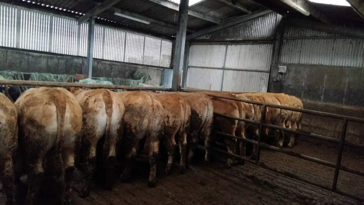 Lmx  chx store heifers pen 110 - Image 2