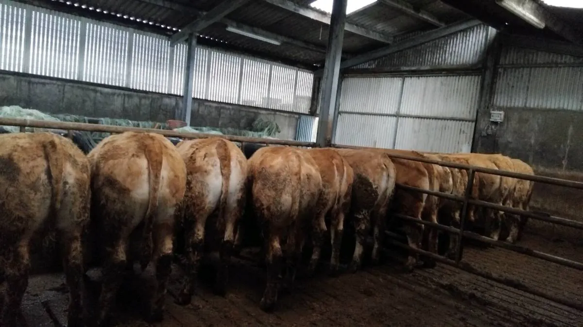Lmx  chx store heifers pen 110 - Image 1