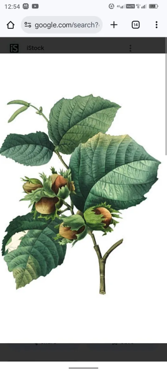 Landscaping Maintenance/ Treework. - Image 1