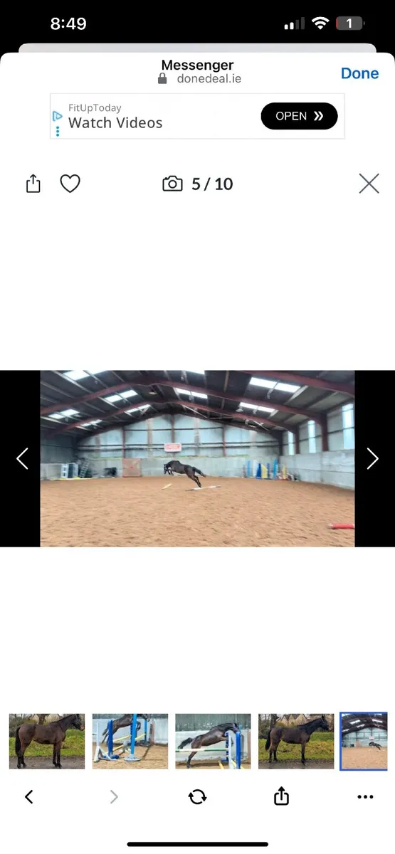 3 year old Irish sports horse - Image 1