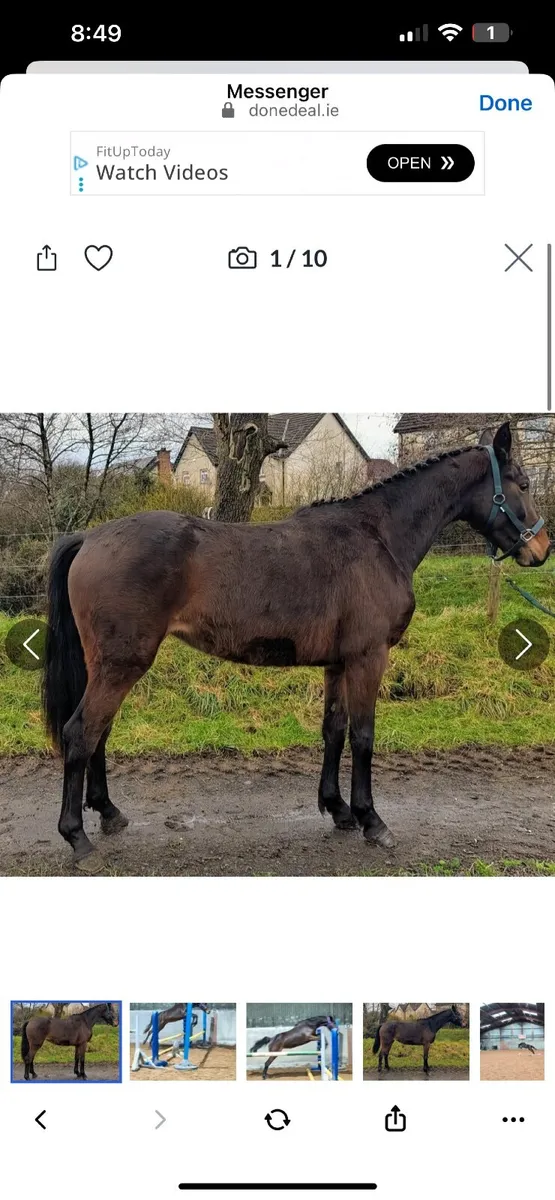 3 year old Irish sports horse - Image 4