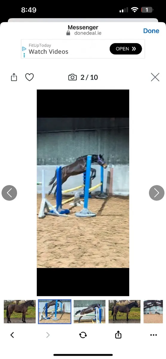 3 year old Irish sports horse - Image 2