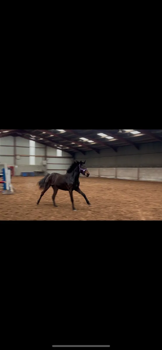 3 year old Irish sports horse - Image 3