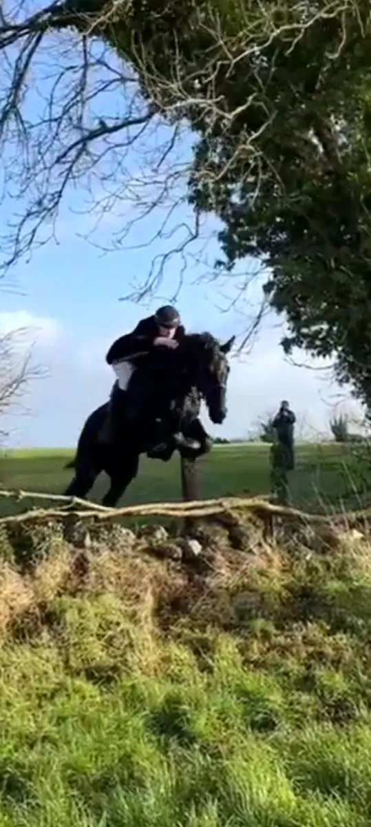 8 year old hunting mare for sale - Image 1