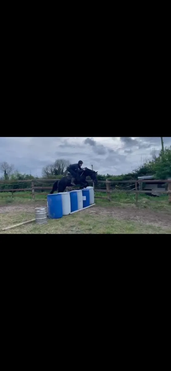 8 year old hunting mare for sale - Image 2