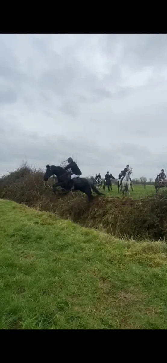 8 year old hunting mare for sale - Image 3