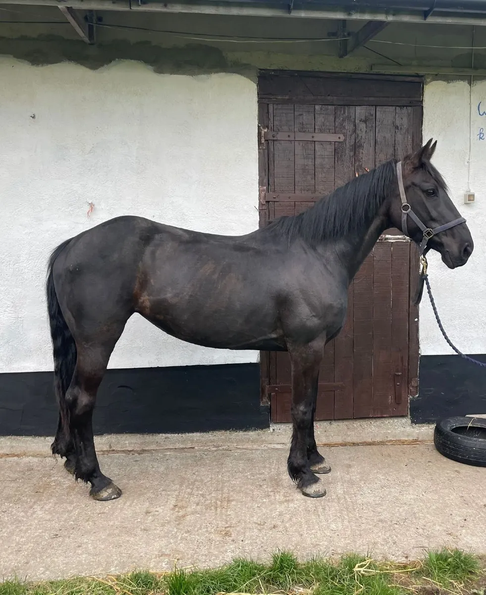 8 year old hunting mare for sale - Image 4