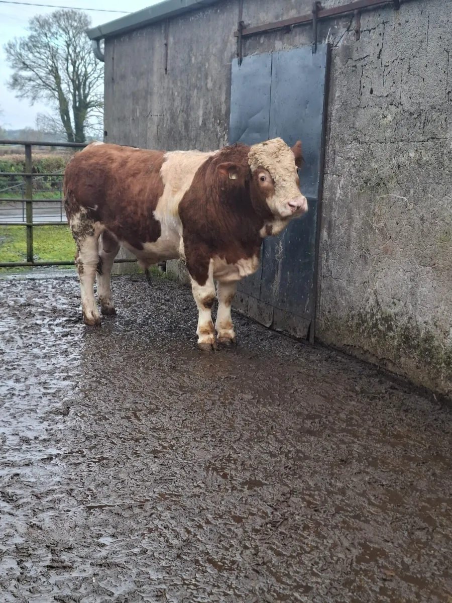 Purebred simmental bull - Image 1