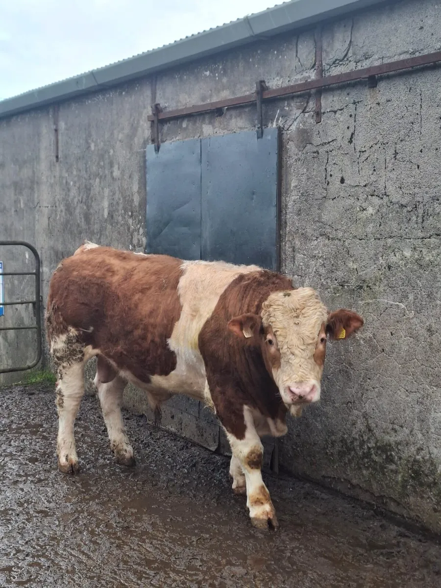 Purebred simmental bull - Image 2