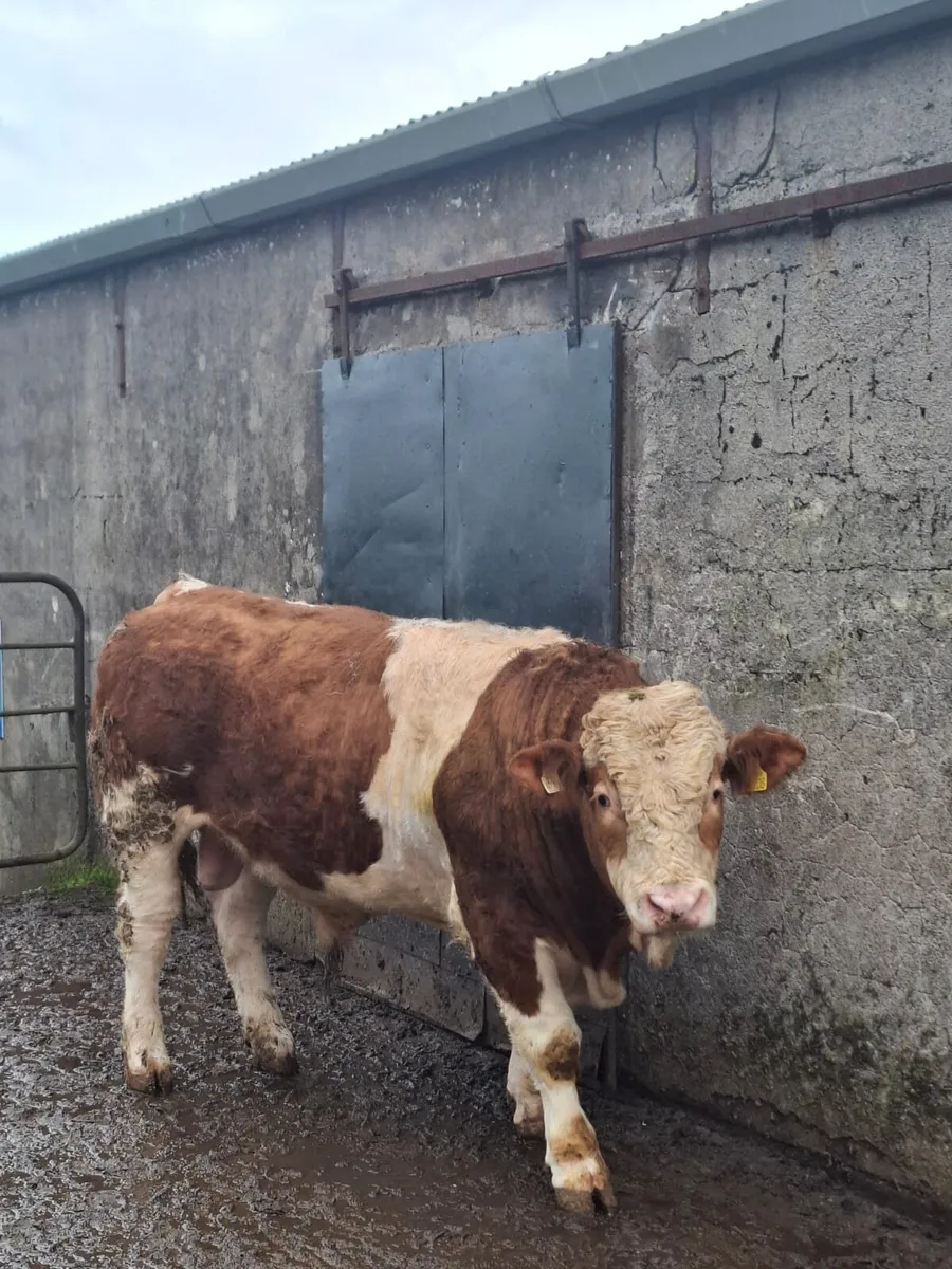 Purebred simmental bull - Image 3