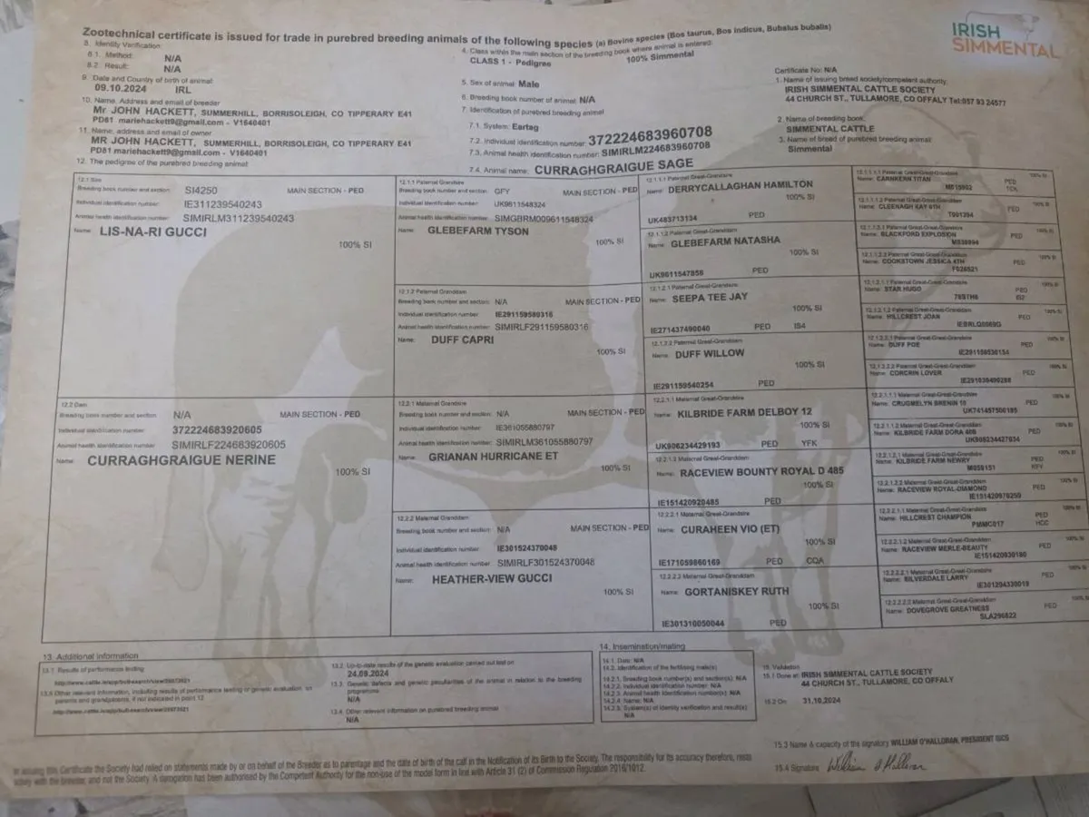 Purebred simmental bull - Image 4