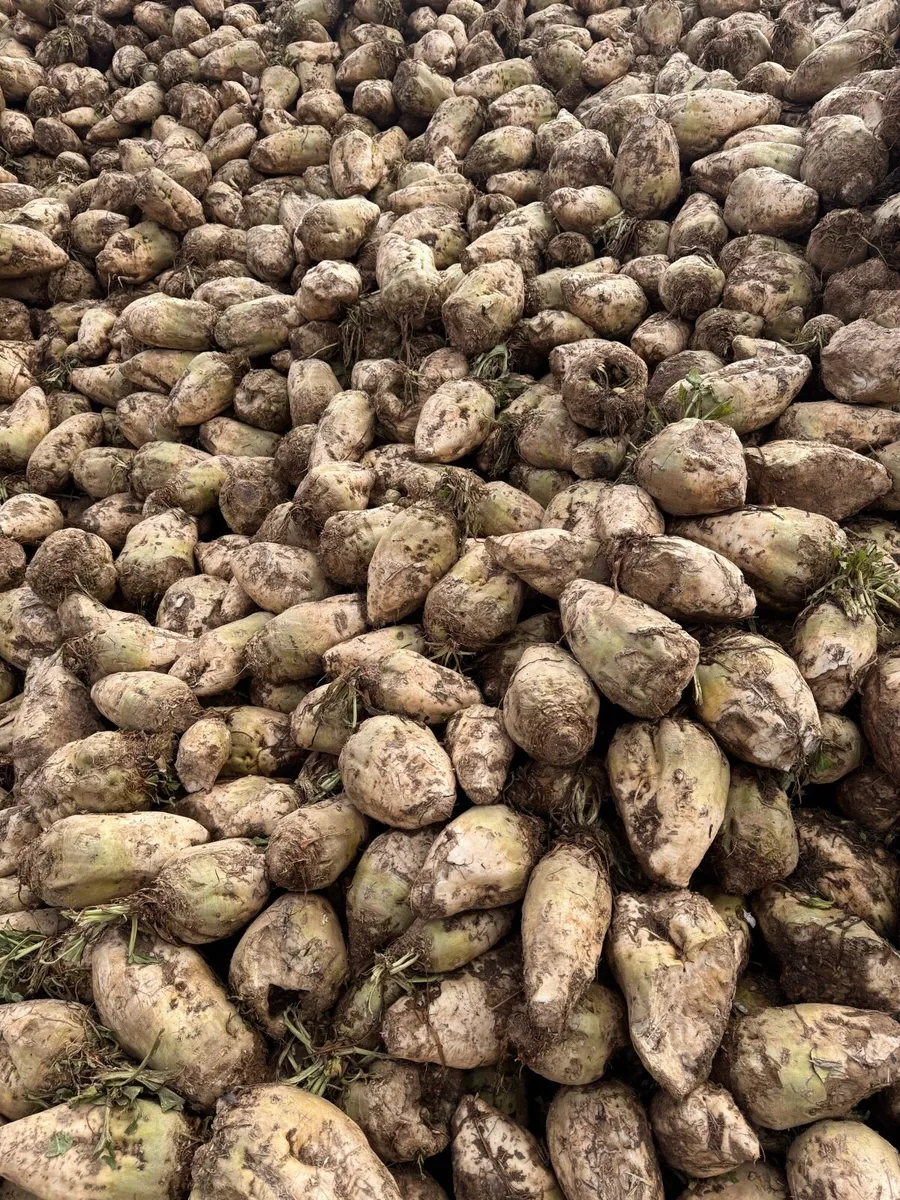 Beet For Sale - Image 2