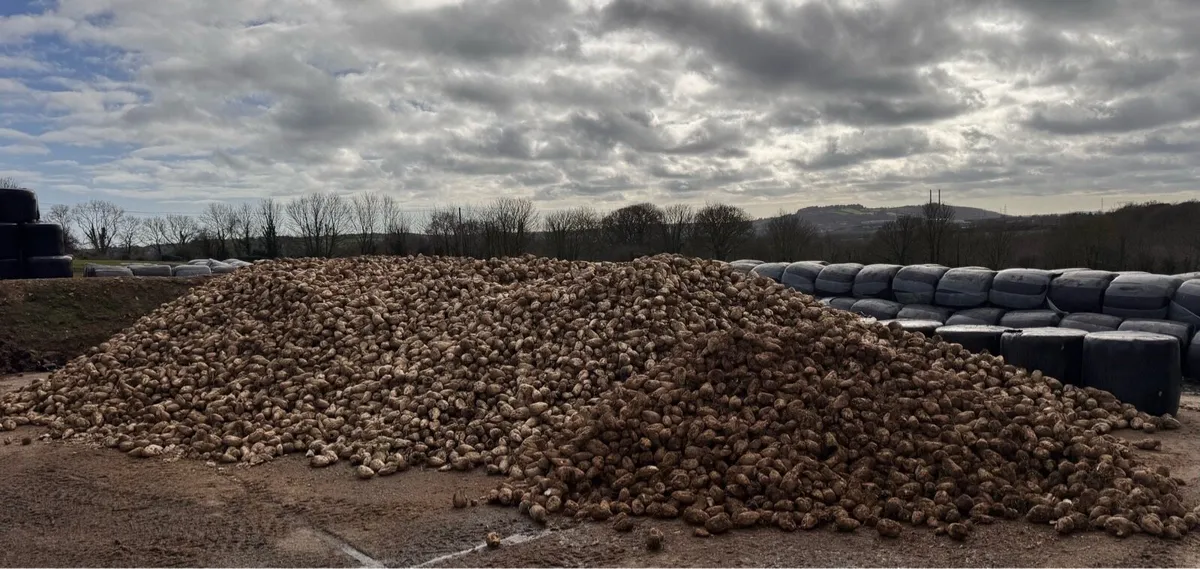 Beet For Sale - Image 3