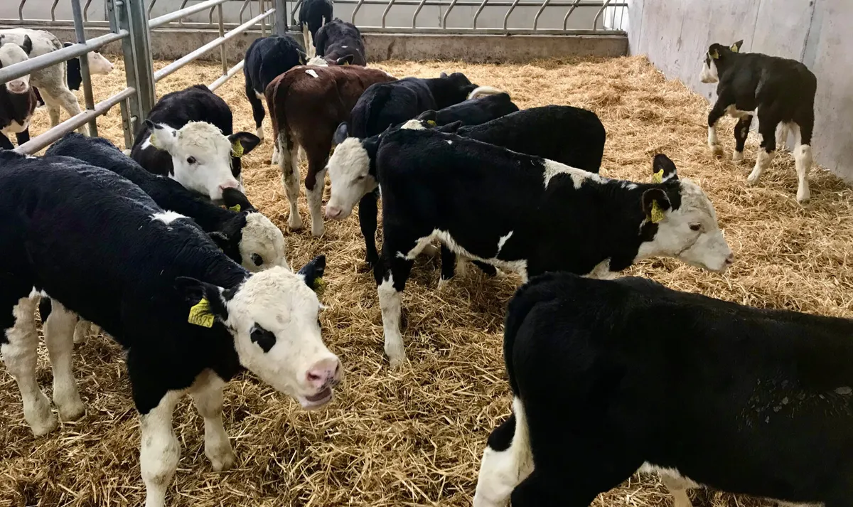 Powerful Healthy Calves - Image 4