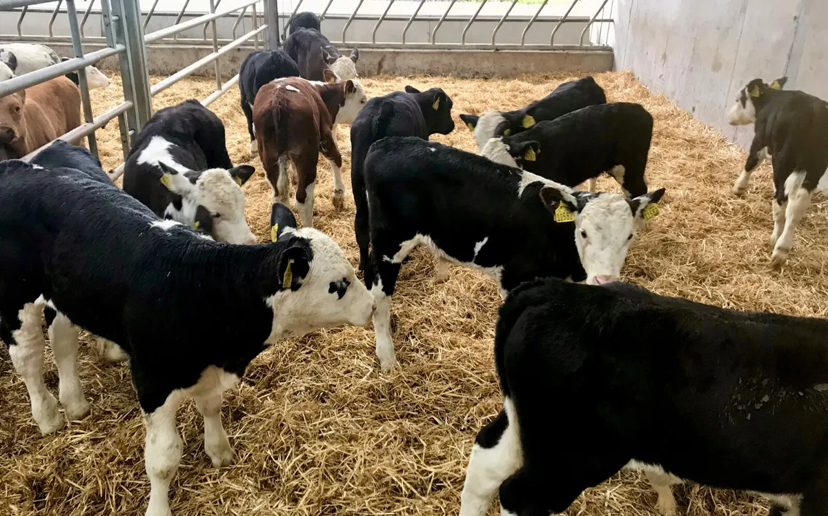 Powerful Healthy Calves - Image 3