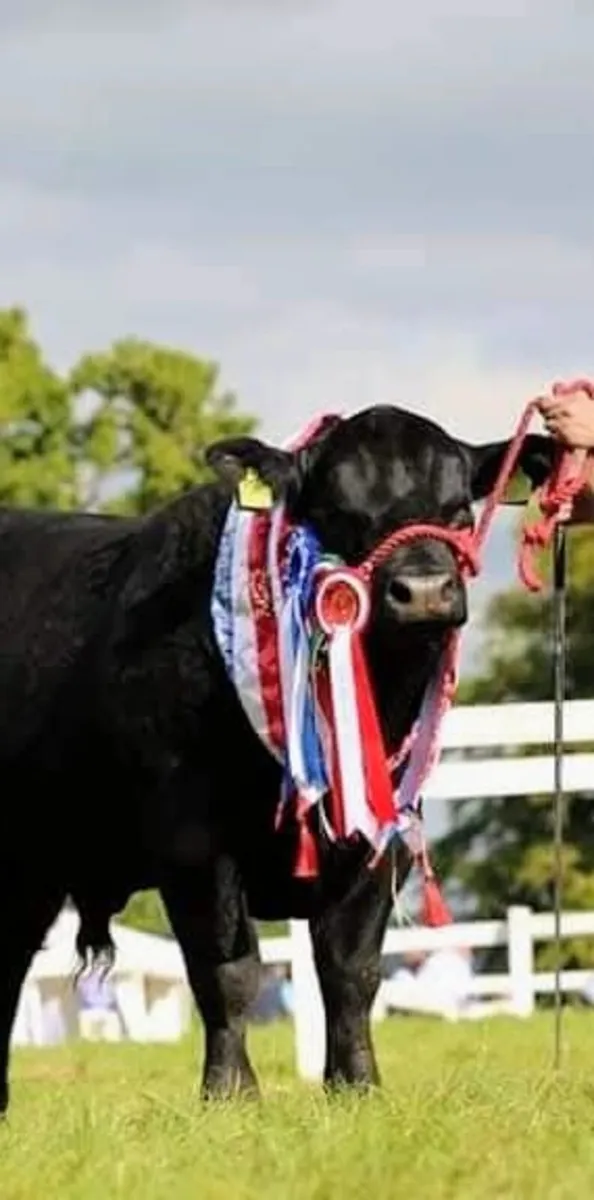 Angus bulls for sale Export Available - Image 2