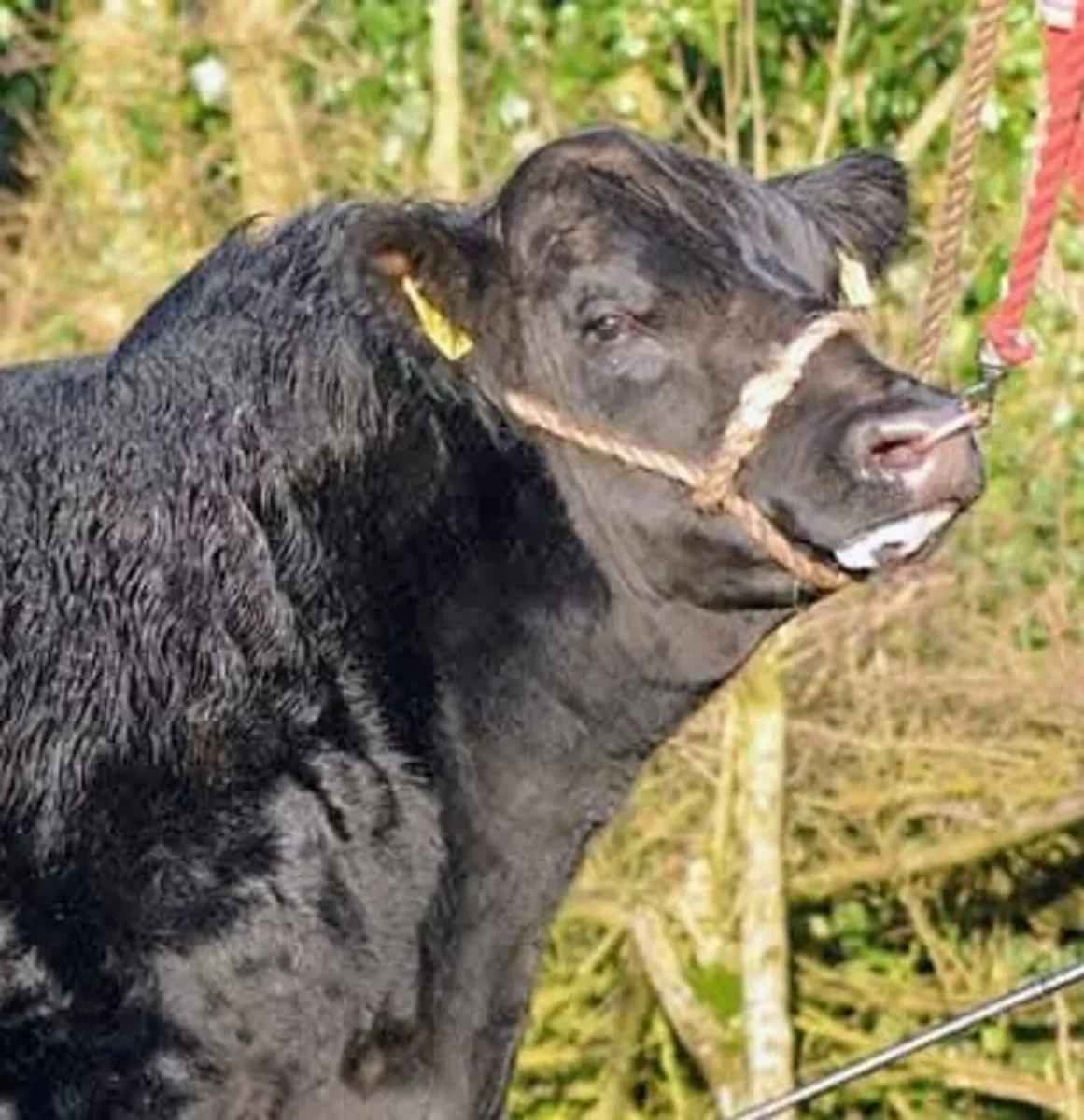 Angus bulls for sale Export Available - Image 3
