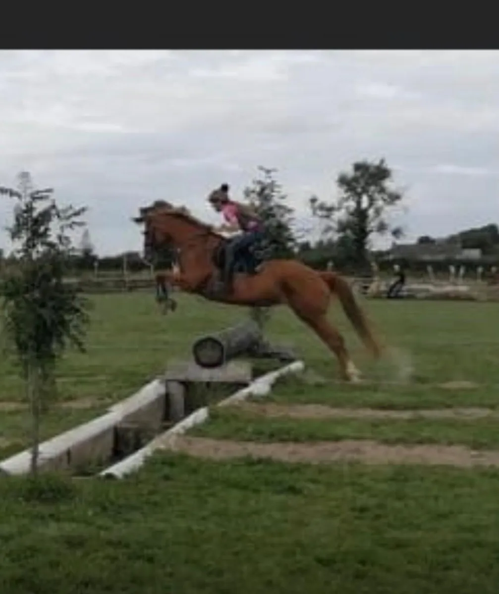 Irish Sport Horse out of Cruising bloodline - Image 1