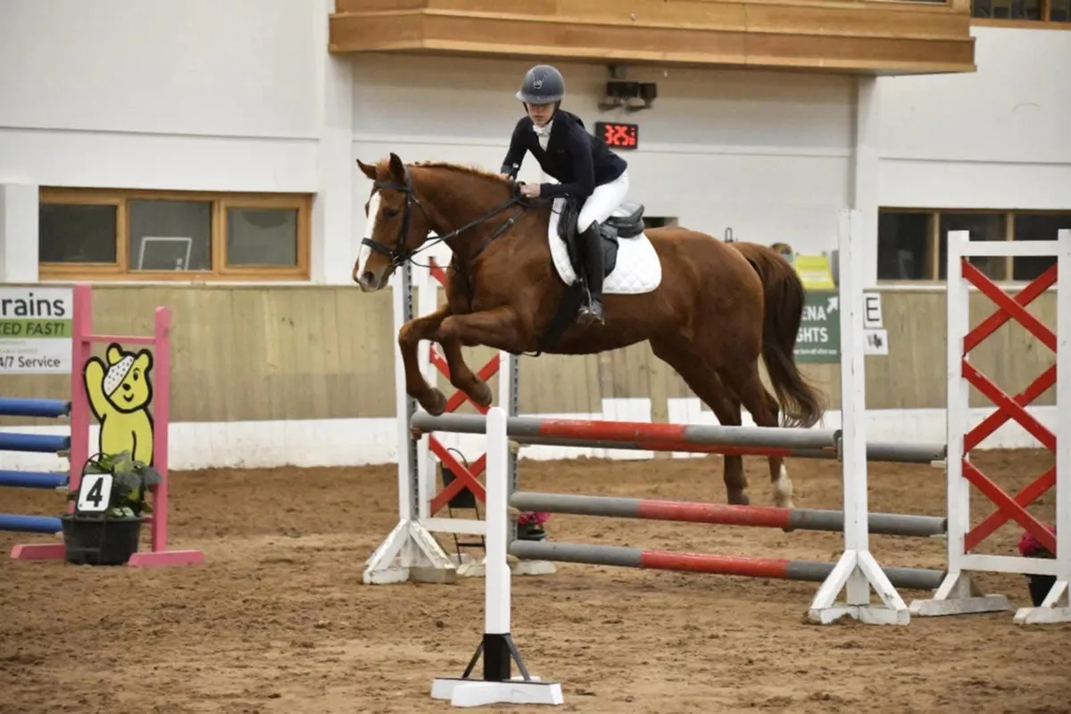 Irish Sport Horse out of Cruising bloodline - Image 2