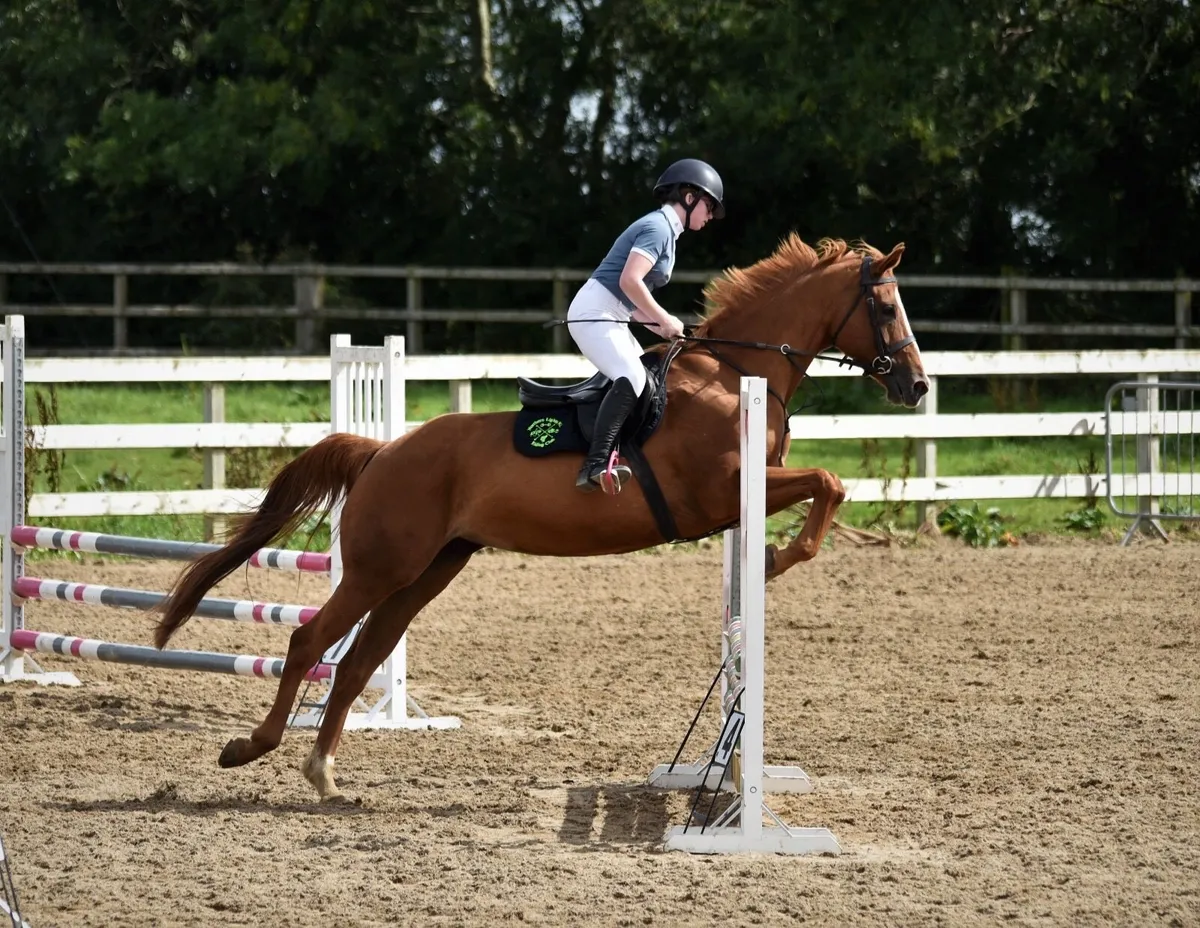 Irish Sport Horse out of Cruising bloodline - Image 3