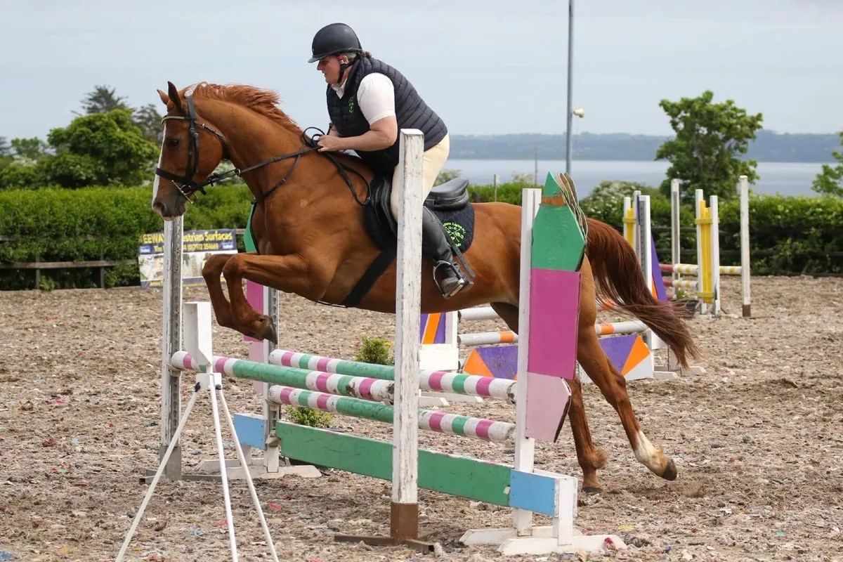 Irish Sport Horse out of Cruising bloodline - Image 4