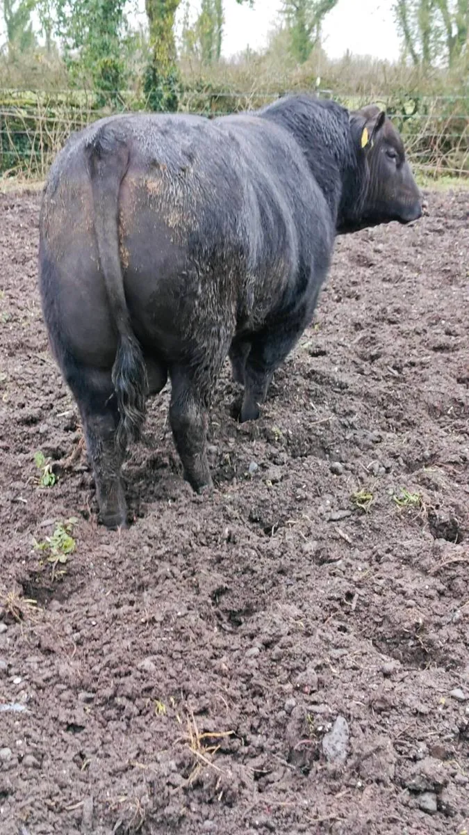 Angus bulls for sale Export Available - Image 1