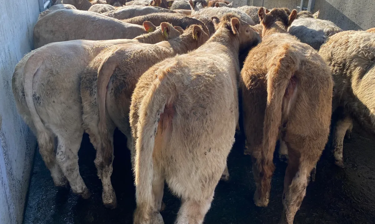 Smashing Charolais Heifers - Image 3