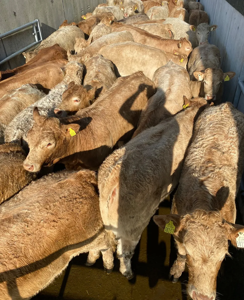 Smashing Charolais Heifers - Image 1