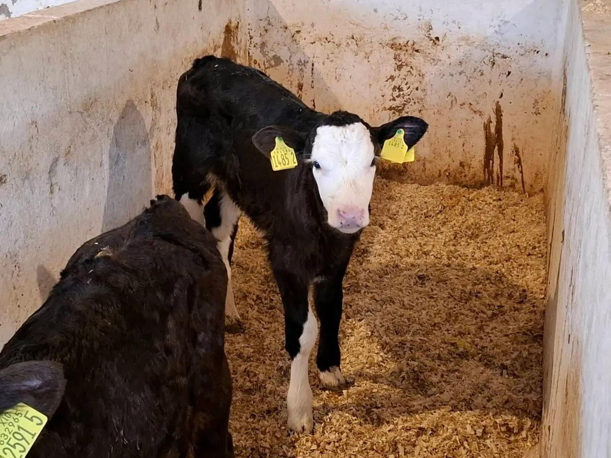 Calves for sale - Image 1