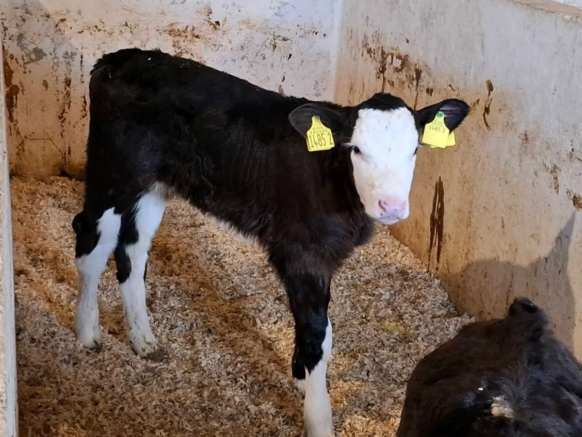 Calves for sale - Image 2