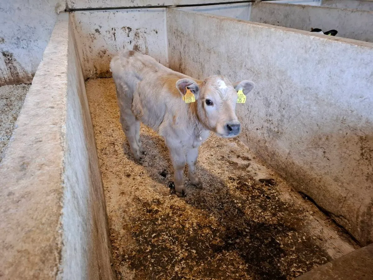 Calves for sale - Image 3