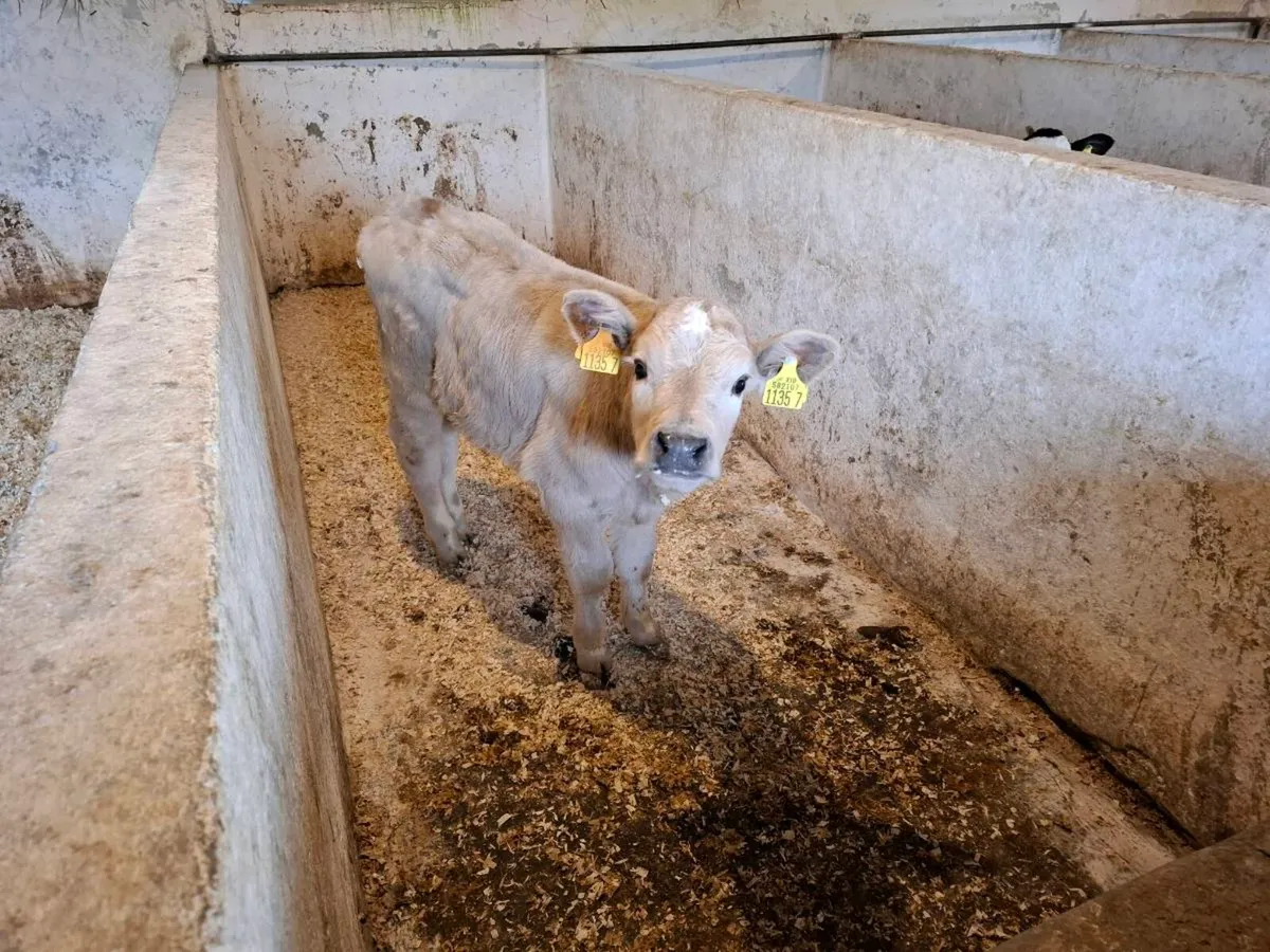 Calves for sale - Image 4