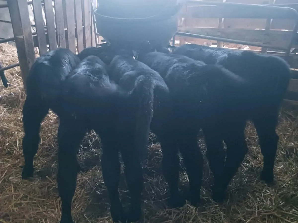 Angus Calves - Image 1