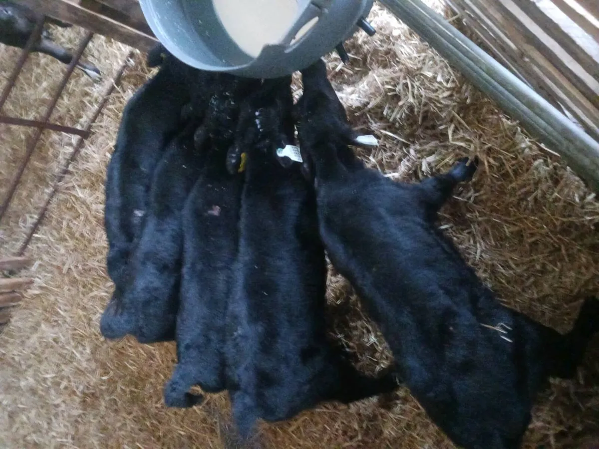Angus Calves - Image 2