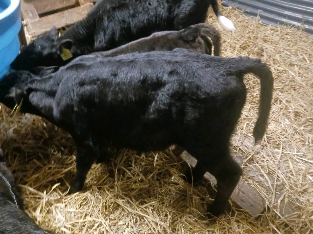 Angus Calves - Image 4