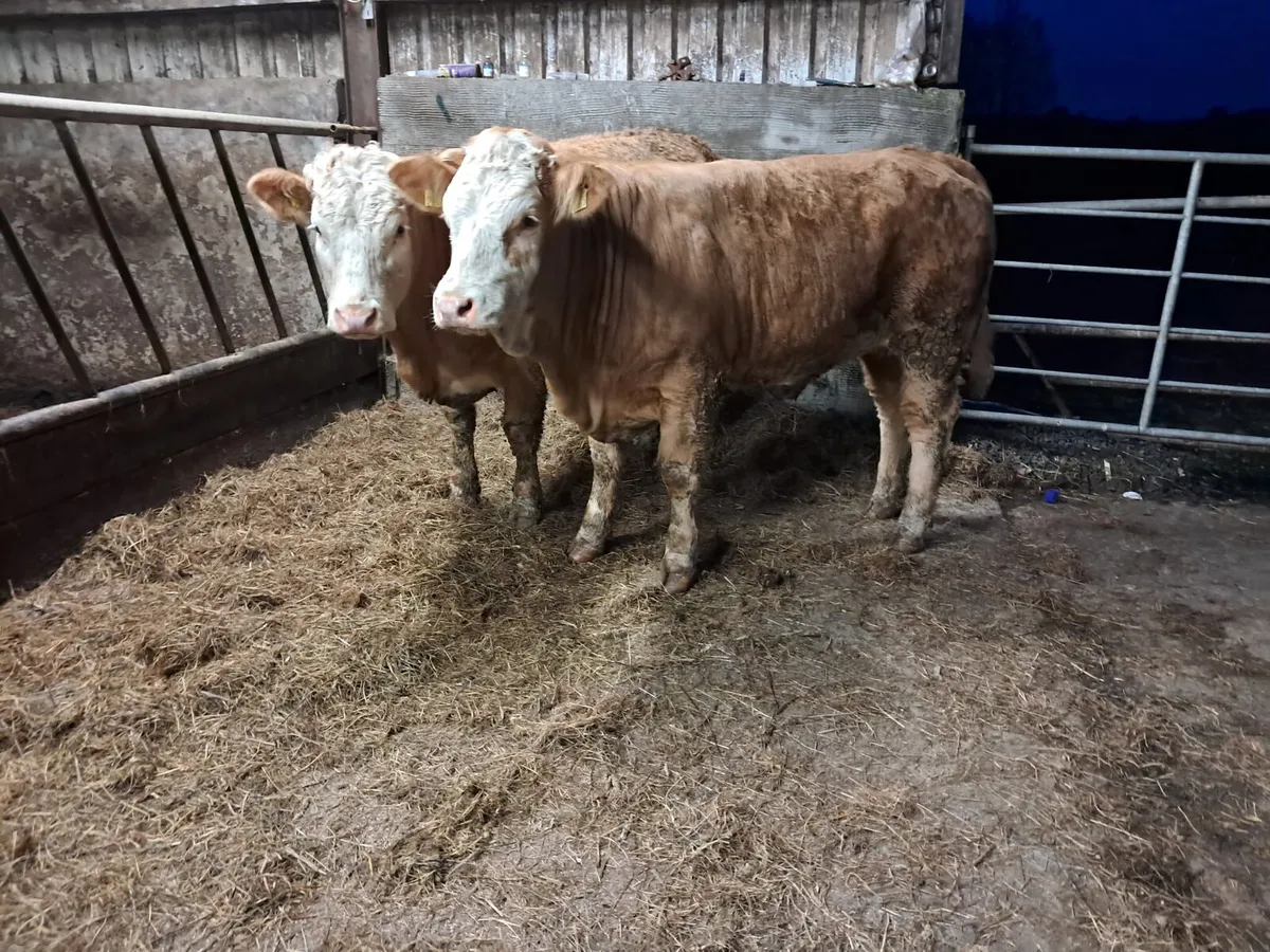 Two smashing breeding heifers - Image 1