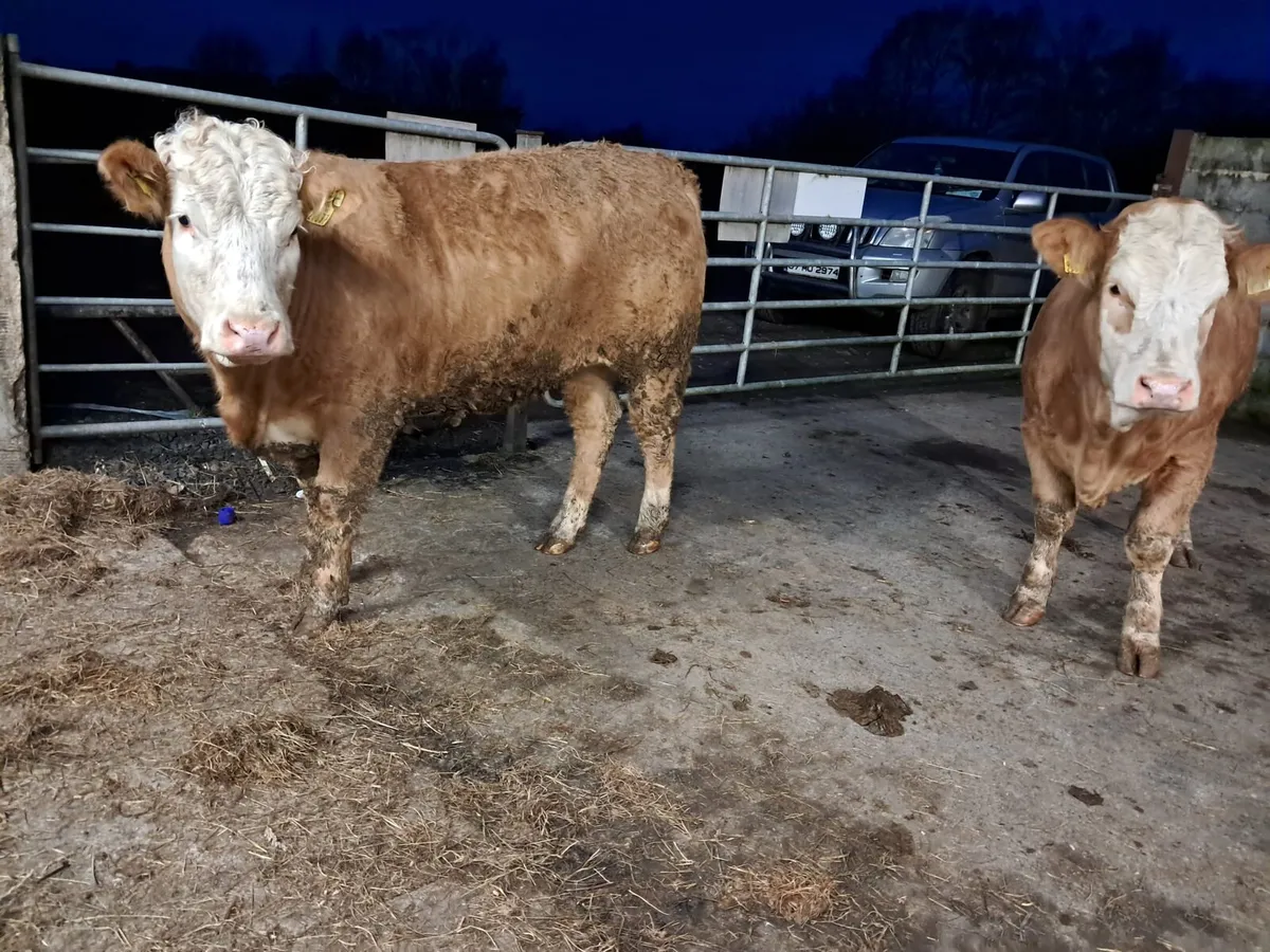 Two smashing breeding heifers - Image 2