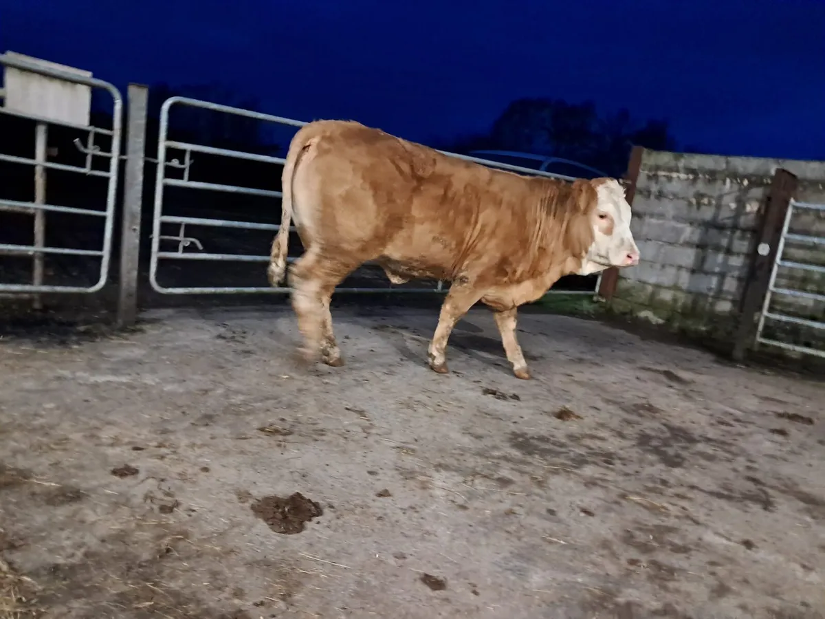 Two smashing breeding heifers - Image 3