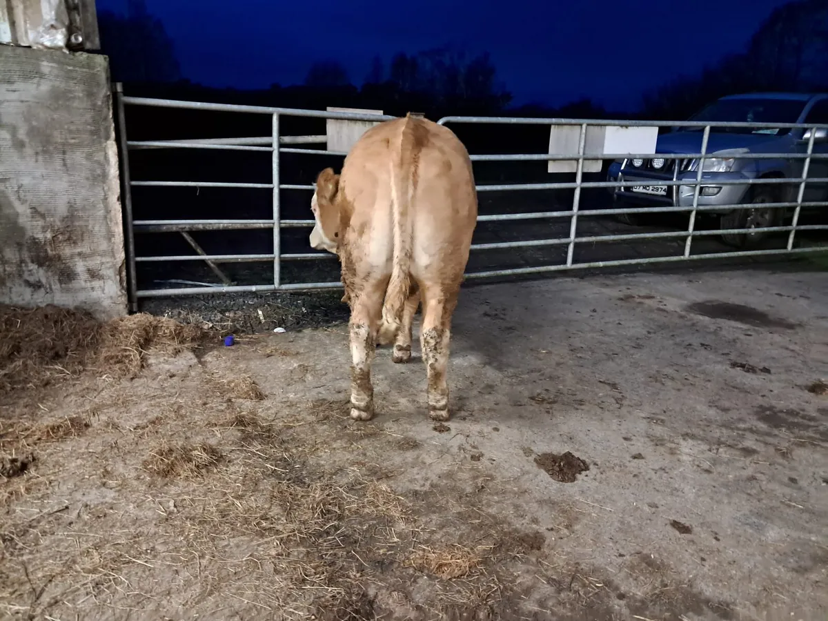 Two smashing breeding heifers - Image 4